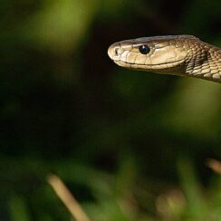 &apos;Efsane Yılanlar Özel' 2 Mart Cumartesi 20.00'de National Geographic WILD Ekranlarında Başlıyor