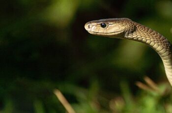 &apos;Efsane Yılanlar Özel' 2 Mart Cumartesi 20.00'de National Geographic WILD Ekranlarında Başlıyor