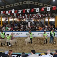 İnegöl Küçükbaş Hayvancılık Festivalinin Tarihleri Belli Oldu