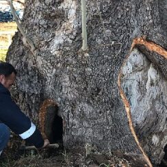 Kocaeli Büyükşehir'den 100 yıllık çınara tedavi