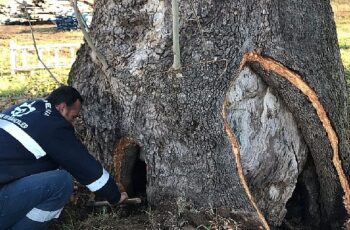 Kocaeli Büyükşehir'den 100 yıllık çınara tedavi