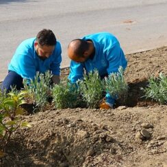 Büyükşehir, refüjleri ağaçlandırıyor