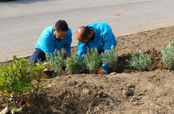 Büyükşehir, refüjleri ağaçlandırıyor