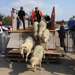 Büyükşehir'den 2. etap damızlık koç dağıtımı