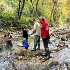 Büyükşehir'den dere ve tatlı sulara balık