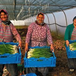 Büyükşehir'den yüzde 50 hibeli modern sera desteği