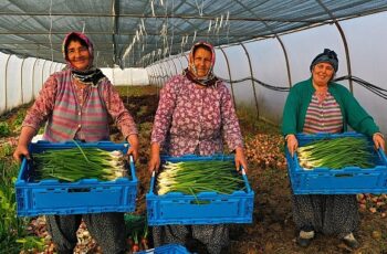 Büyükşehir'den yüzde 50 hibeli modern sera desteği