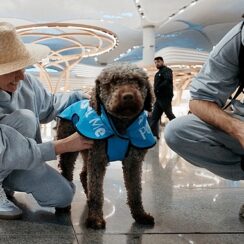 İGA İstanbul Havalimanı Terapi Köpekleri Uçuş Stresini Azaltmak İçin Göreve Hazır!