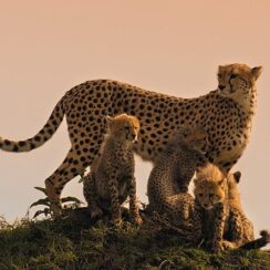 Memeli Canlıların İlham Verici Hikayeleri BBC Earth'te