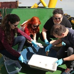 İzmit Körfezi'nde biyoçeşitlilik araştırması sürüyor