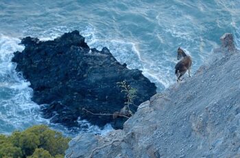 Akdeniz Bölgesini Muazzam Bir Keşfe Çıkaracak &apos;Vahşi Akdeniz' 5 Pazar Günü 20.00'de National Geographic WILD Ekranlarında!