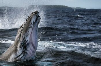 Dört Bölümlük ‘Balinaların Gizemli Dünyası’ 2 Haziran’da National Geographic WILD Ekranlarında Başlıyor!