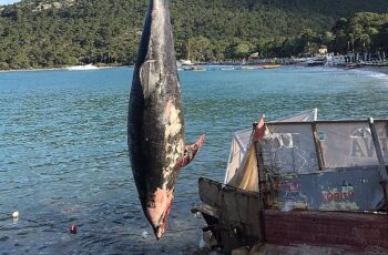 Kemer’de ölü yunus balığı sahile vurdu