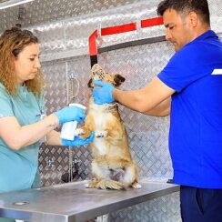 Muğla Büyükşehir Belediyesi’nin sahipsiz hayvanlara iç, dış parazit ve kuduz aşıları yapılması için hizmete aldığı Acil müdahale aracı ilçelerde hizmete başladı