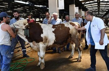 Osmangazi Kurban Bayramı’na hazır