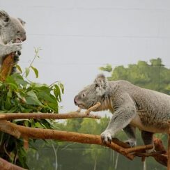 ‘Tampa’nın Sırları: Sevgililer Özel’ 15 Mayıs Çarşamba Günü 20.00’de National Geographic WILD Ekranlarında!