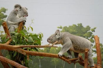 ‘Tampa’nın Sırları: Sevgililer Özel’ 15 Mayıs Çarşamba Günü 20.00’de National Geographic WILD Ekranlarında!