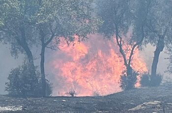 Aydın Büyükşehir Belediyesi İtfaiyesi, 48 saatte çıkan 81 yangına müdahale etti