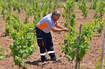 Bergama’nın geleneksel üzümleri yeniden canlanıyor