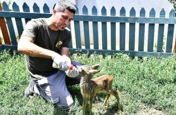 Doğal Yaşam Parkı’nın sevimli misafiri biberonla besleniyor