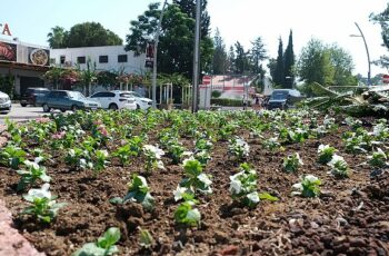 Kemer’de mevsimlik çiçekler ekiliyor