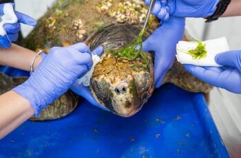 Körfez’deki yaralı Caretta caretta kurtarıldı