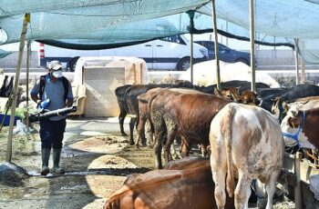 Kurban satış yerleri ilaçlanıyor Sinek ve haşerelere karşı aralıksız mücadele