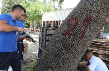 Muğla’da İlk Defa Görülen Turunçgil Uzun Antenli Böceği ile Mücadele