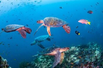 Novotel, WWF İle Okyanus Koruma Ortaklığını Duyurdu