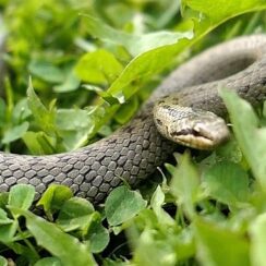 ‘Şehirdeki Yılanlar’ın 10. Sezonu 1 Temmuz’da National Geographic WILD Ekranlarında Başlıyor!