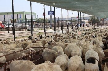 Selçuklu Belediyesi vatandaşların Kurban Bayramı’nı rahat ve huzurlu bir şekilde geçirmesi için tüm hazırlıkları tamamladı