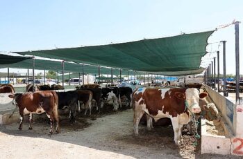 Selçuklu Belediyesi yaklaşan Kurban Bayramı öncesinde vatandaşların ve satıcıların faydalanabileceği kurban satış yerinde çalışmalarını tamamladı