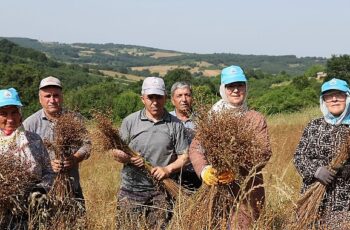 Tarım kenti Kandıra’da, Kandıra Belediyesi tarafından tarımsal üretimi desteklemek amacıyla sürdürülen çalışmalar aralıksız devam ediyor