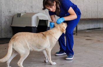 Yılın ilk 6 ayında İzmir’deki barınaklardan 500 köpek sahiplendirildi