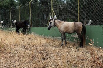 Karşıyaka’da başıboş at operasyonu