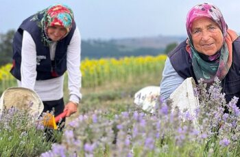 Kocaeli’de mor tarlalarda lavanta hasadı başladı