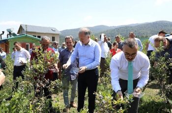 Mavi Yemişte Hasat Başladı