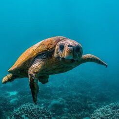 National Geographic NOW Seç-İzle Servisi Temmuz Ayında ‘Okyanuslar’ Temasıyla Dopdolu İçerikler Sunuyor