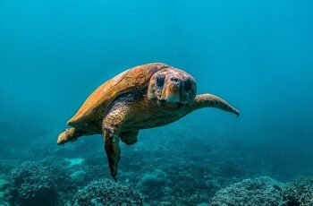 National Geographic NOW Seç-İzle Servisi Temmuz Ayında ‘Okyanuslar’ Temasıyla Dopdolu İçerikler Sunuyor