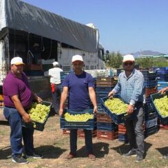 Superior Seedless çeşidi sofralık üzümün ihracat yolculuğu 11 Temmuz’da başladı