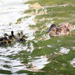 Ankara’nın simgelerinden Kuğulu Park’ta 8 yavru ördek daha suyla buluştu