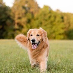 Boehringer Ingelheim’dan Köpeklerin Her Yaş Döneminde Sağlık ve Mutlulukları İçin Bilgilendirme:  “İnsanlar gibi köpeklerin de ihtiyaçları yaşlarına göre değişiyor”