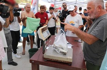 İstilacı balon balığını yakalamak için yarıştılar