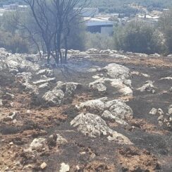 İzmir’de yangın fabrikalara ulaşmadan kontrol altına alındı