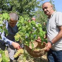 Lezzetiyle meşhur üzümlerin hasadına başlandı