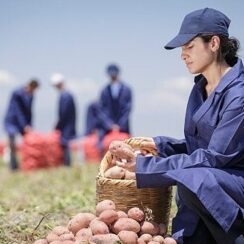 PepsiCo Türkiye’den 16 Ağustos Dünya Patates Gününde Yenileyici Tarımda Büyük Başarı: Patates Üretiminin %89’u Yenileyici Tarım Uygulamalarıyla Gerçekleşiyor