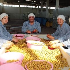 Sofralık zeytin ihracatı 200 milyon dolara koşuyor