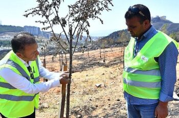 Yangınların etkilediği 15 bin ağaç tedavi edilerek hayatta tutulacak