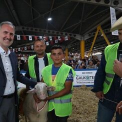 Yerli Tavuk Irkları İle Koçlar İnegöl’de Podyuma Çıkacak