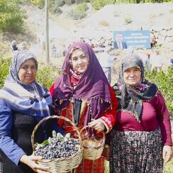 Antalya’da Aronya hasadı başladı